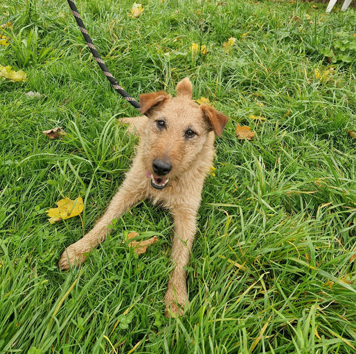Photo de Rusty