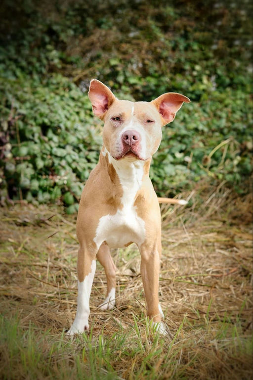 Photo de Nala