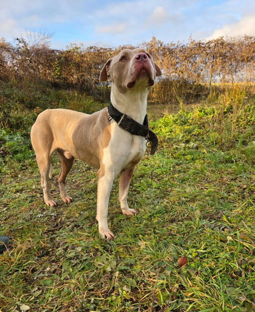 Photo de simba